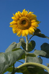 Summer sunflower