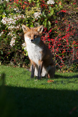 Garden fox