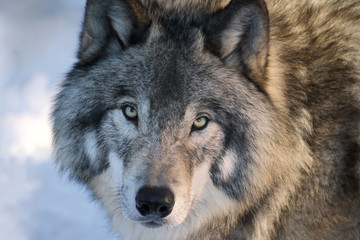 Obraz premium loup en hiver