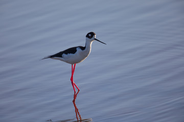 Black-necked stilt, seen in a North California marsh