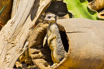 Meerkat's burrow.