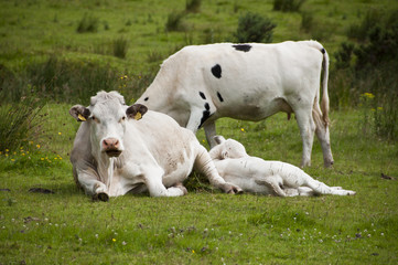 Obraz na płótnie Canvas Resting cows.