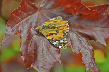 Moth on a leaf.