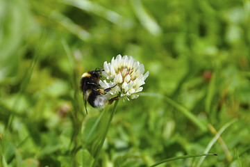 Honeybee on clover.
