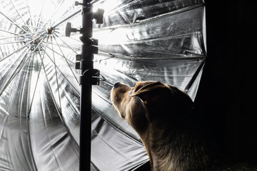 Hund bestaunt einen Reflektor
