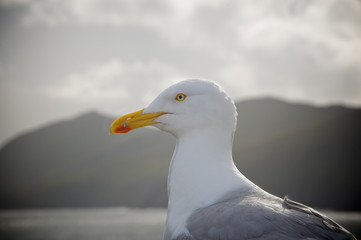 Seagull portrait.