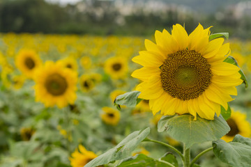Close up shoot of Sunflower