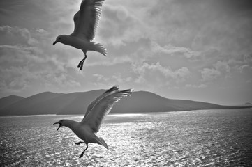 Two seagull flying.