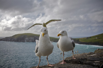 Seagulls on top of cliff.