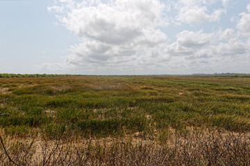 La nature reprend ses droits sur les rizières abandonnées de Mana en Guyane française