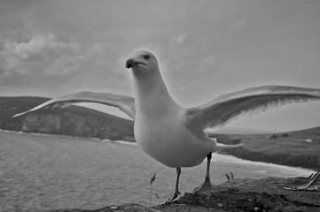 Seagull with wings raised.