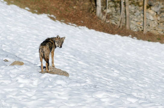 Young italian wolf (canis lupus italicus) in wildlife center "Uomini e lupi" of Entracque, Maritime Alps Park (Piedmont, Italy)
