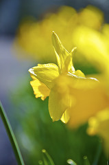 Daffodil.