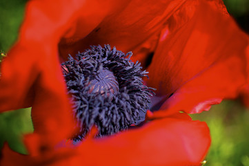 Poppy.