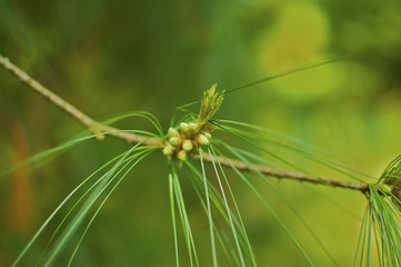 Macro fir branch.