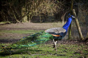 Male peacock in Zoo.