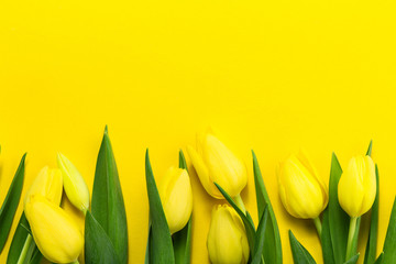 Fresh beautiful yellow tulips on yellow colorful background. Spr