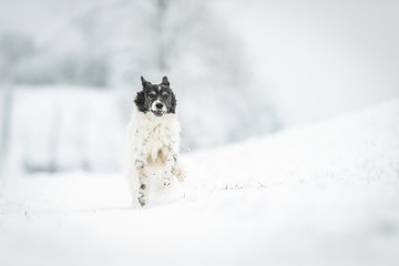 Hund rennt im Schnee