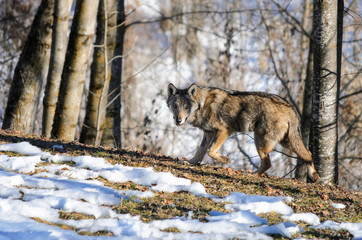 Fototapeta premium Young italian wolf (canis lupus italicus) in wildlife center 