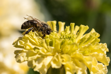 Biene auf einer Tagetesblüte