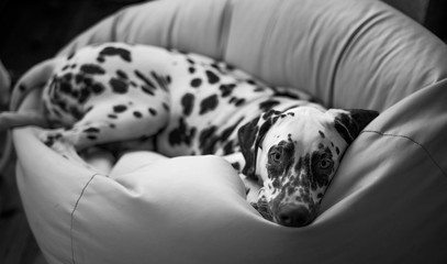 dalmatian