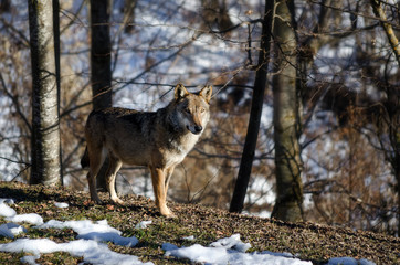 Male italian wolf (canis lupus italicus) in wildlife center 