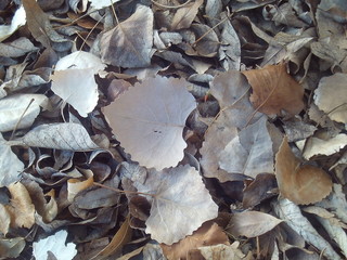 Bunch of Fall Leaves