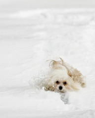 dog running through snow