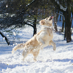 Amazing golden retriever dog jumping , playing snowballs. 
