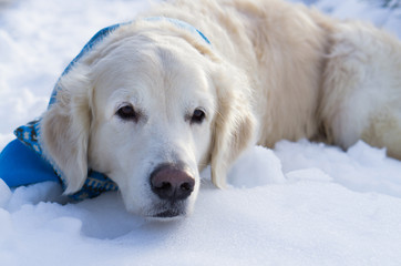 Adorable golden retriever dog wearing blue scarf lie on snow. Winter in park, horizontal, copy space.