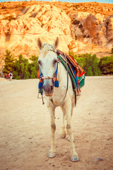Jordanian beautiful white horse closeup. ancient city of Petra, Jordan. Wadi Rum