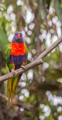 Parrot