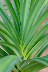 Green Pandan Leaves , Thai Herb