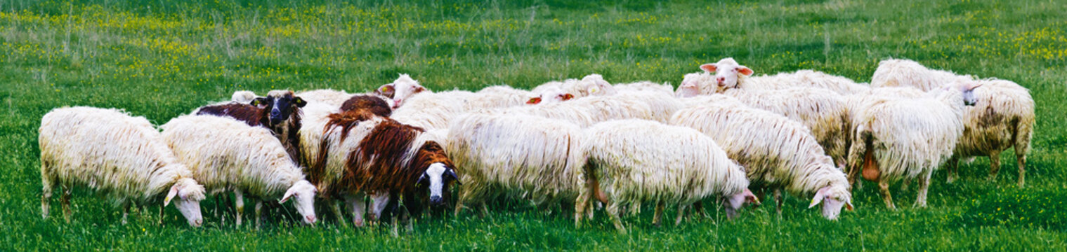 Merino Bilder Durchsuchen 18,599 Archivfotos, und