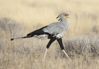 Etosha National Park Namibia, Africa , secretary bird.