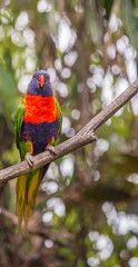 Parrot