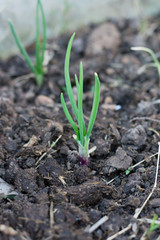 Spring onions growing in the soil
