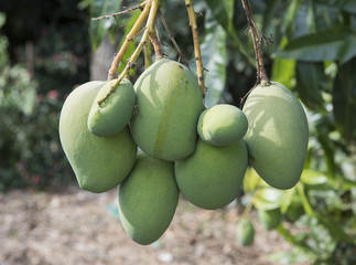 Mangoes growing on tree.