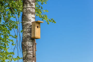 Birdhouse on a birch on a background of blue sky.