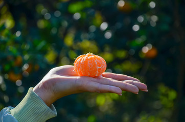 The sun enlightened by a slice of tangerine on a female hand.
