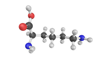 DL-Lysine, a substrate of  D-lysine 5,6-aminomutase, an enzyme t