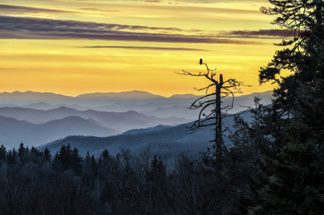 Smoky Mountains, scenic sunset, owl in tree