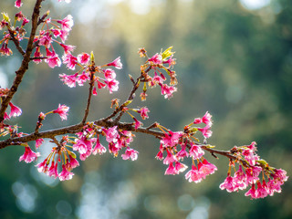 Soft focus Cherry Blossom or Sakura flower on nature background