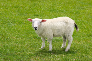 Obraz premium sheep on a green meadow in summer day