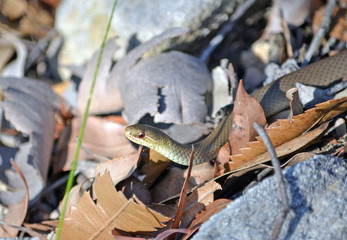 Black bellied Swamp Snake, Hemiaspis signata, camouflaged in leaf litter. Royal National Park, Sydney, Australia
