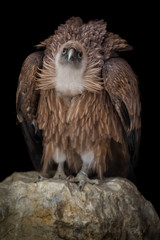 Vulture