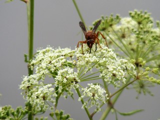 Animal Variety