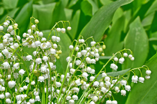Spring landscape. flowers lily of the valley