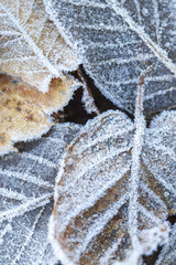 Detail of frost covered leaves, Las Medulas, Castile and Leon, Spain