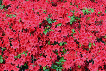 Red Flower © M.Behling